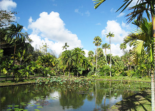 botanical garden mauritius